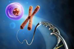 Chitosan-based xerogel film incorporating Nystatin