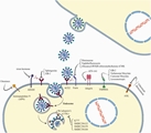 SARS-CoV-2 mechanisms of cell tropism in various organs considering host factors