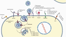 SARS-CoV-2 mechanisms of cell tropism in various organs considering host factors