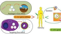 Exosome Loaded in Microneedle Patch Ameliorates Renal Ischemia-Reperfusion Injury in a Mouse Model
